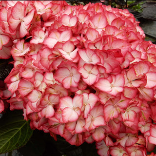 Hydrangea macrophylla ‘Kimono’