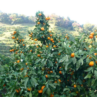 Kuno Wase Mandarin Orange (Citrus inshiu)
