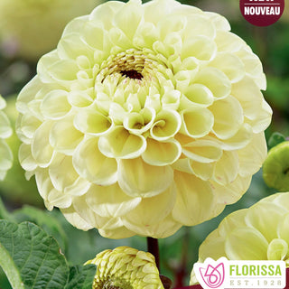 Dahlia ‘Bolt’