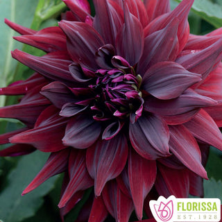 Dahlia 'Brigiitta Alida'