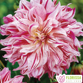 Dahlia 'Bristol Stripe'