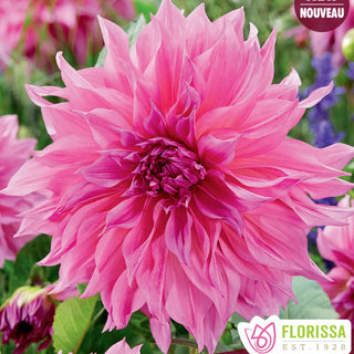 Dahlia 'Café au Lait Rose’
