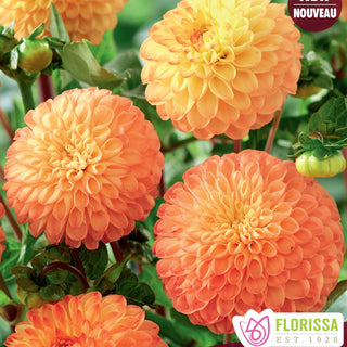 Dahlia ‘Jowey Chris’