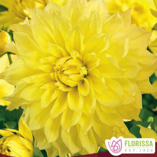 Dahlia ‘Kelvin Floodlight’