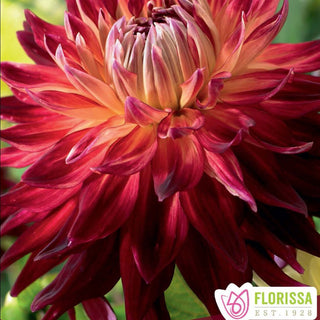 Dahlia ‘Manhattan Island’