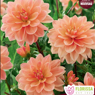 Dahlia ‘Mister Frans’