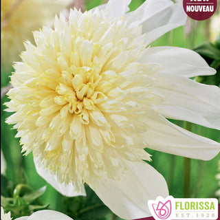 Dahlia ‘Platinum Blonde’