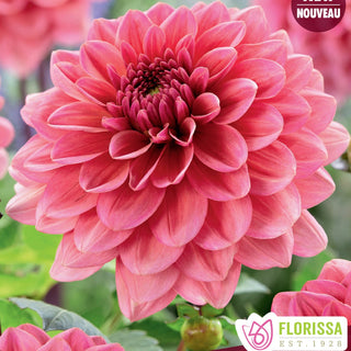 Dahlia ‘Salmon Runner’