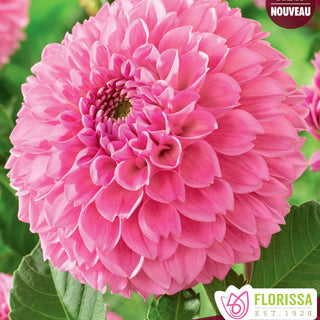 Dahlia ‘Sweet Fabienne’