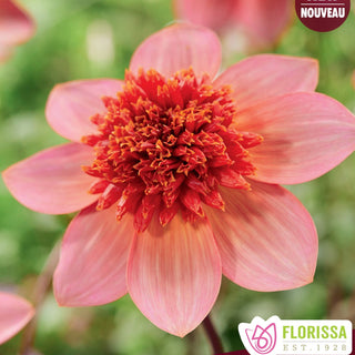 Dahlia ‘Totally Tangerine’