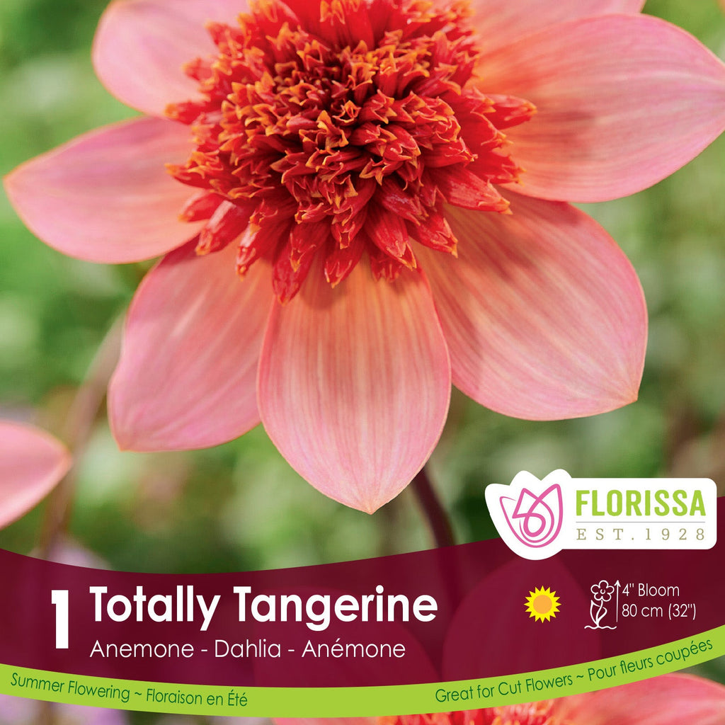 dahlia totally tangerine seeds Preorder Dahlia 'Totally Tangerine'