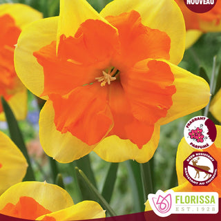 Narcissus ‘Congress’
