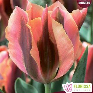 Tulip 'Artist'