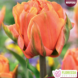 Tulip 'Freeman'