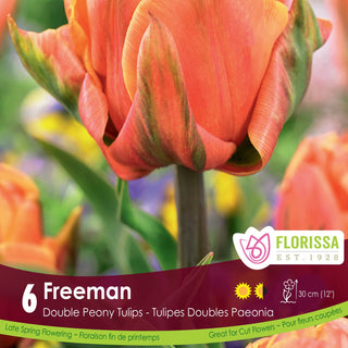 Tulip Freeman