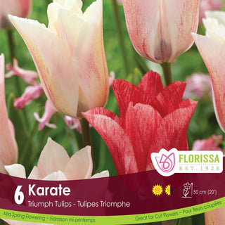 Tulip 'Karate'