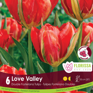 Tulip 'Love Valley'