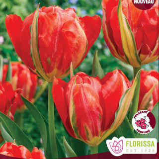 Tulip 'Love Valley'