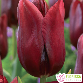 Tulip 'National Velvet'