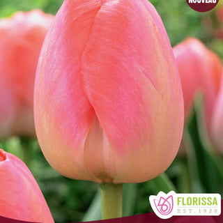 Tulip 'Orange Pride'