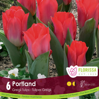 Tulip 'Portland'