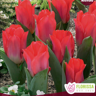 Tulip 'Portland'