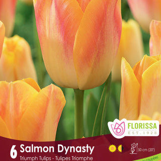 Tulip Salmon Dynasty