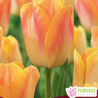 Tulip 'Salmon Dynasty'