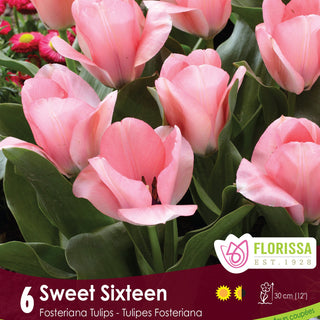Tulip Sweet Sixteen