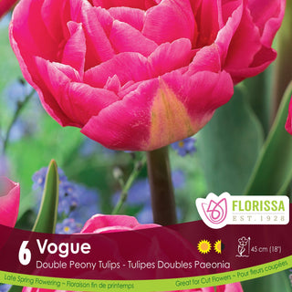 Tulip 'Vogue'