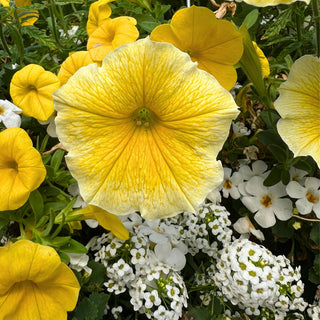 Lemon Meringue Moss Hanging Basket