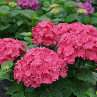 Hydrangea macrophylla ‘Let’s Dance Big Band’