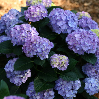 Hydrangea macrophylla ‘Let’s Dance Blue Jangles’