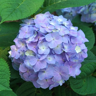 Hydrangea macrophylla ‘Let’s Dance Sky View’