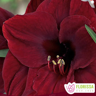 Amaryllis 'Vixen'