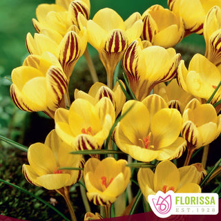 Crocus ‘Early Gold’