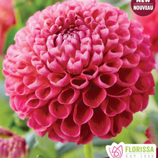 Dahlia ‘Jowey Frambo’