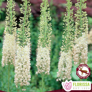 Foxtail Lily plants with white flowers on a green background, featuring the Florissa brand.