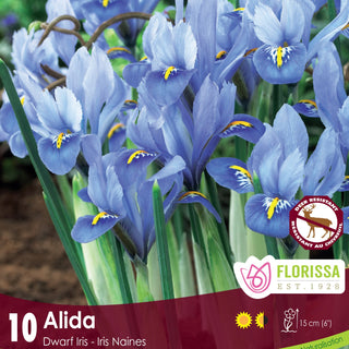 Iris Alida