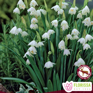 Florissa seed packet with white summer snowflake flowers and green leaves.