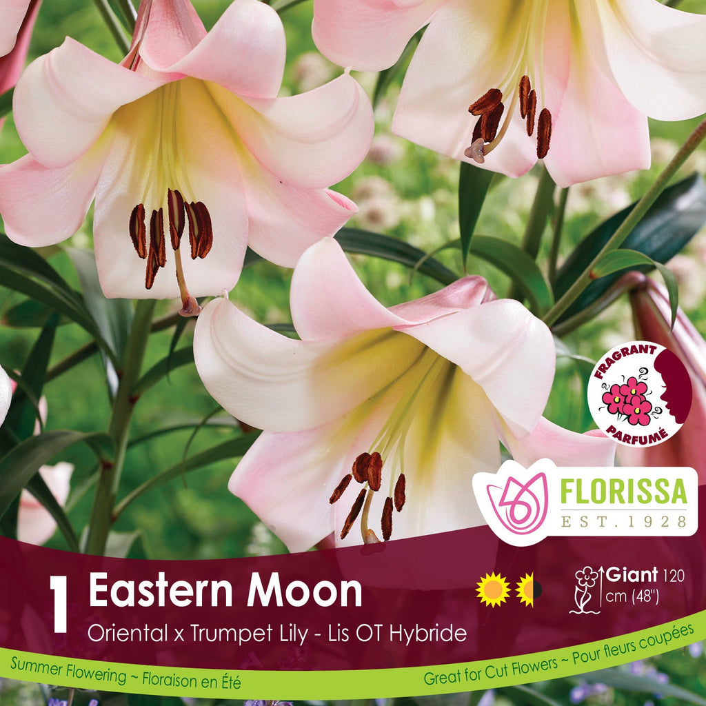 Preorder Lily 'Eastern Moon' Bulbs