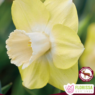Narcissus ‘Avalon'