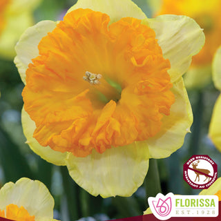 Narcissus ‘Bright Corsage'
