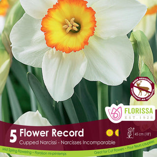 Narcissus ‘Flower Record’