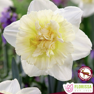 Narcissus ‘Ice King'