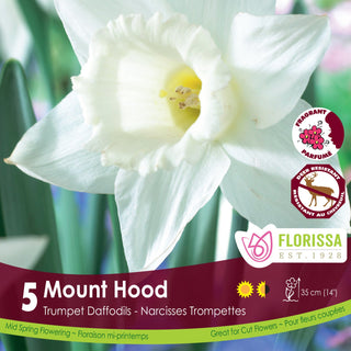 Narcissus 'Mount Hood'