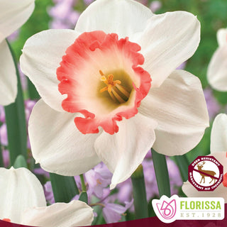 Narcissus ‘Pink Charm’