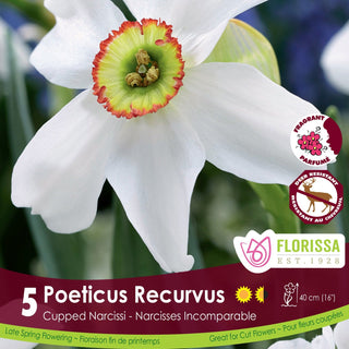 Narcissus ‘Poeticus Recurvus’