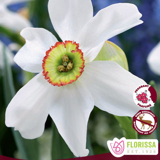 Narcissus ‘Poeticus Recurvus’