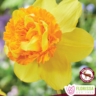 Narcissus ‘Sizzling Fire’